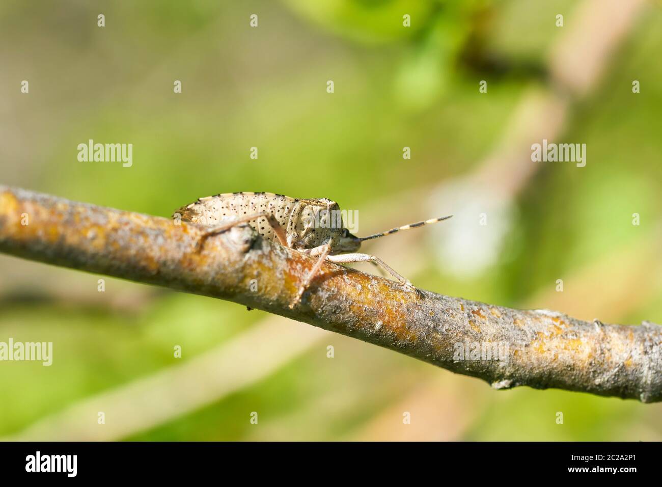 Rhaphigaster nebulosa Shieldbug (tacheté) sur une aubépine au printemps Banque D'Images