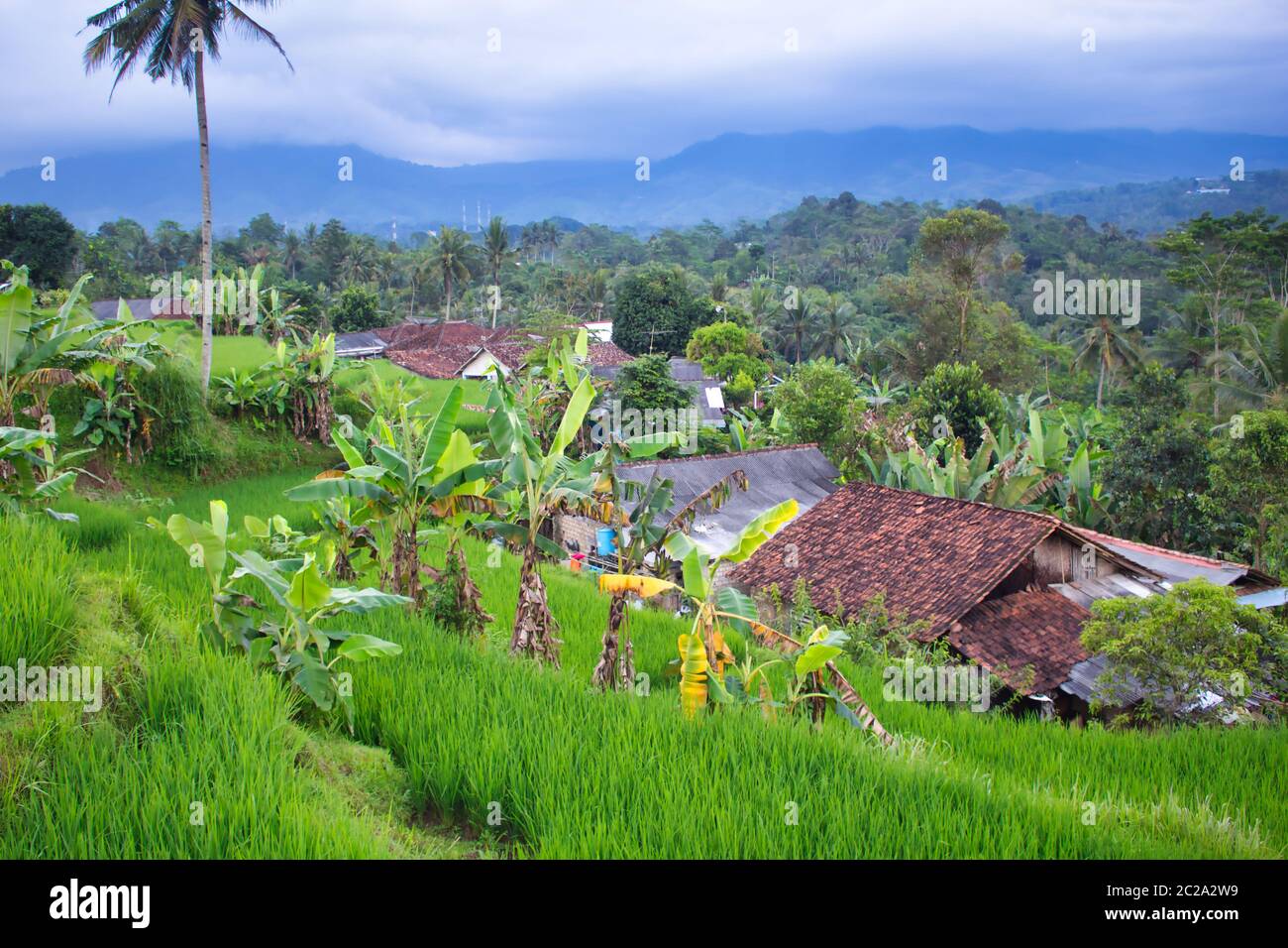 Paysage de rizières dans la partie sud de Sukabumi, ouest de Java, Indonésie Banque D'Images