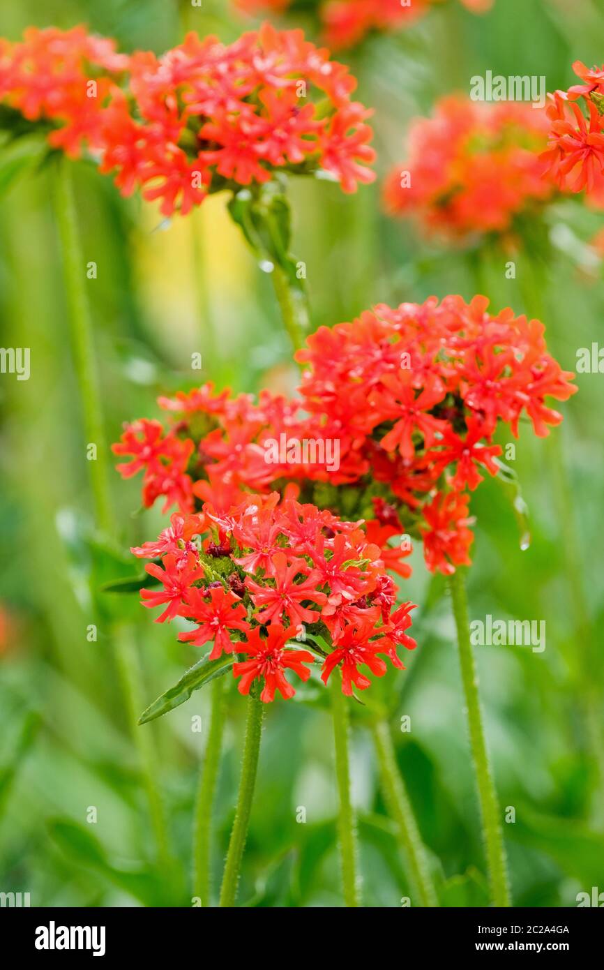 Fleurs rouges-orange de Lychnis chalcedica. Croix de Malte, fierté de Londres ou croix de Jérusalem Banque D'Images