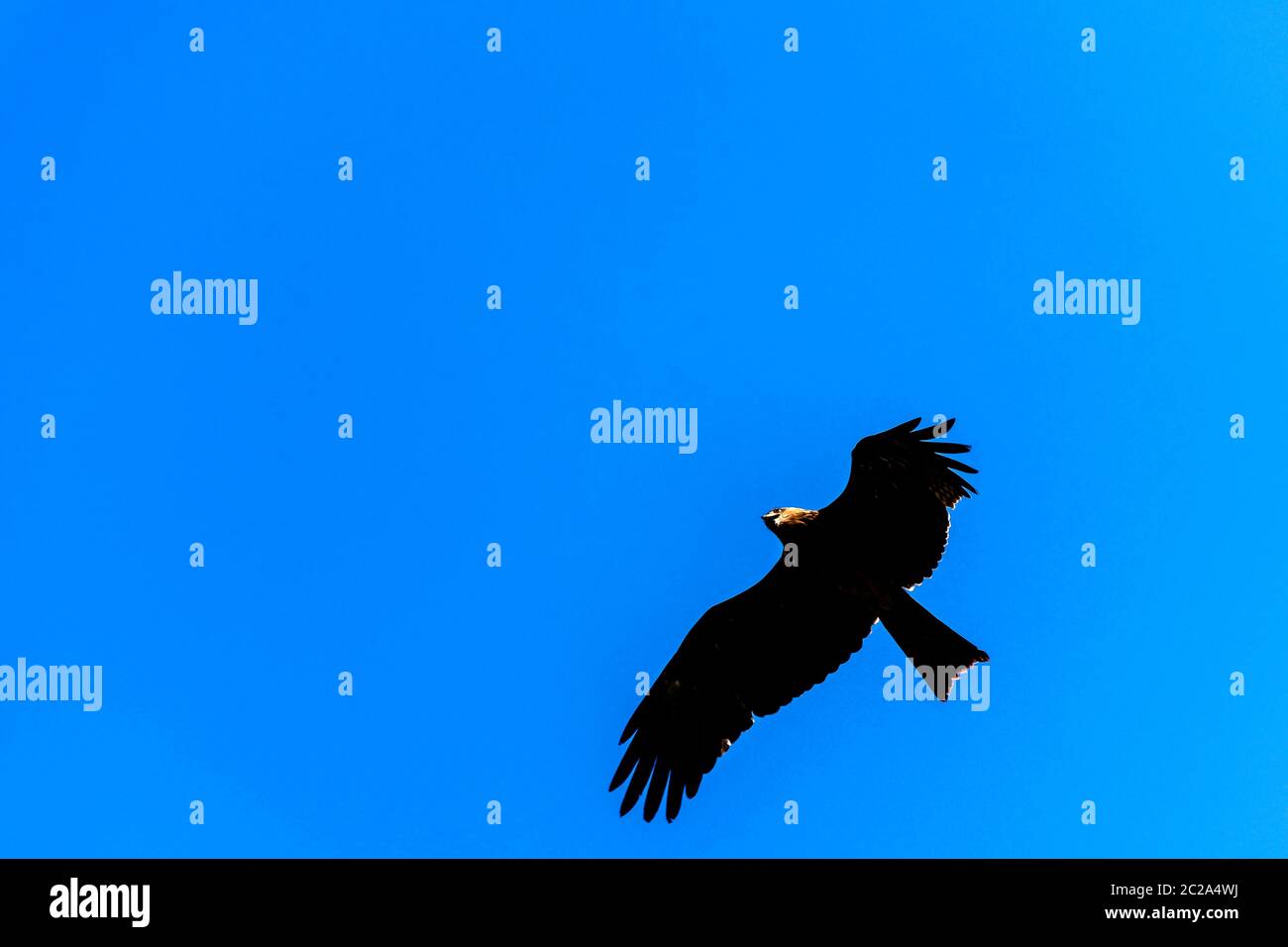 Cerf-volant noir (Milvus migrans) Banque D'Images