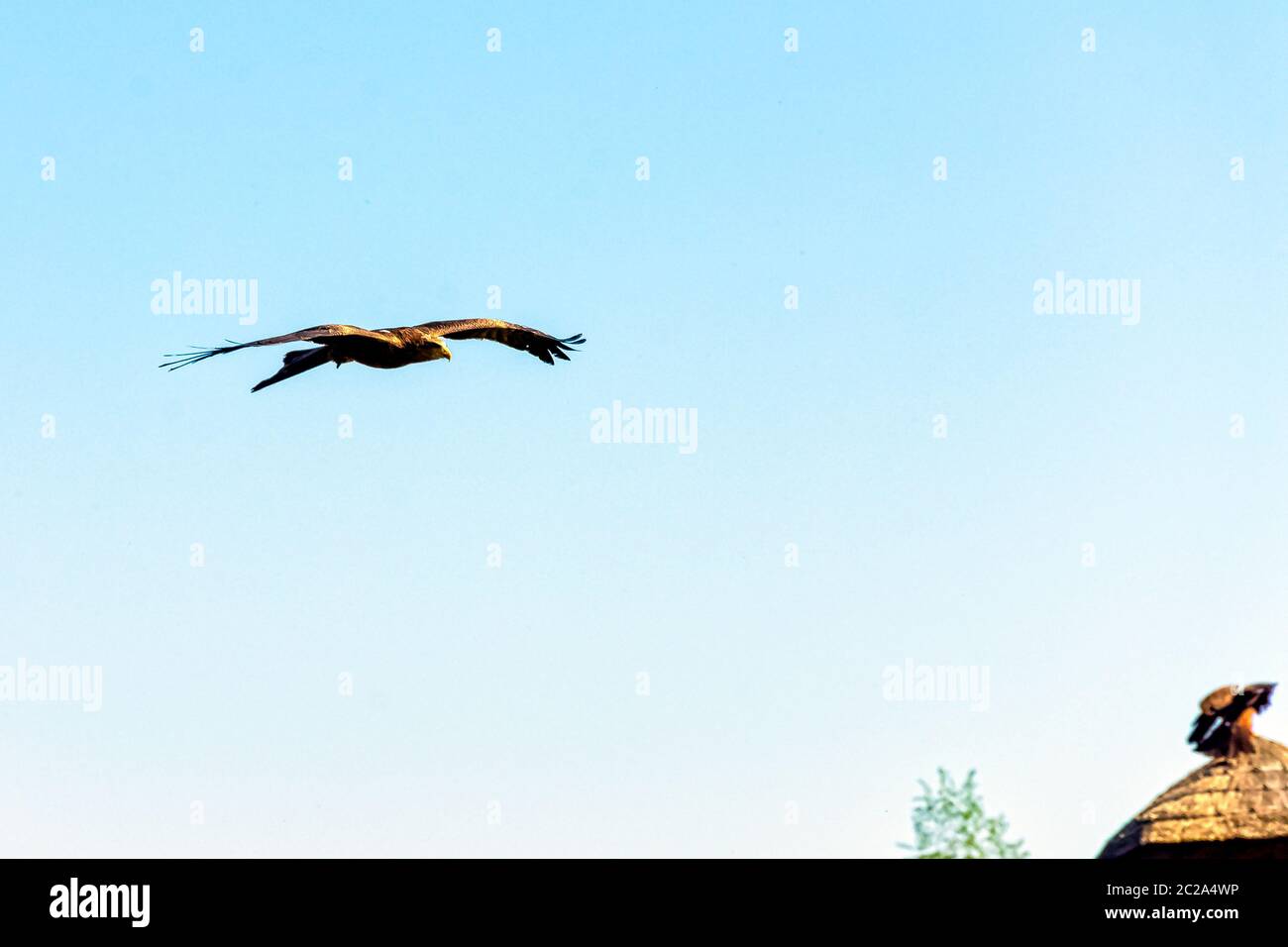 Cerf-volant noir (Milvus migrans) Banque D'Images