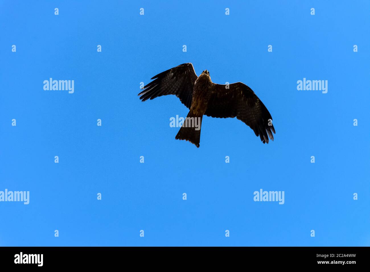 Cerf-volant noir (Milvus migrans) Banque D'Images