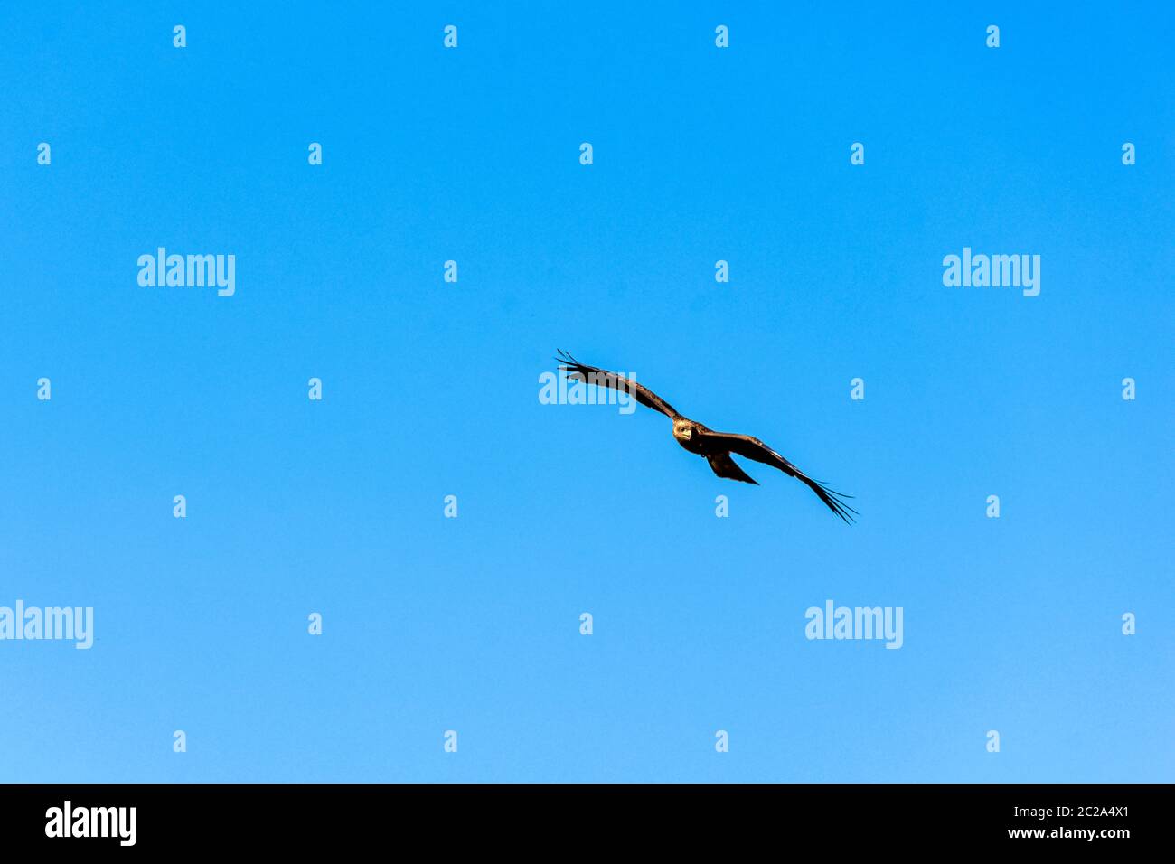 Cerf-volant noir (Milvus migrans) Banque D'Images