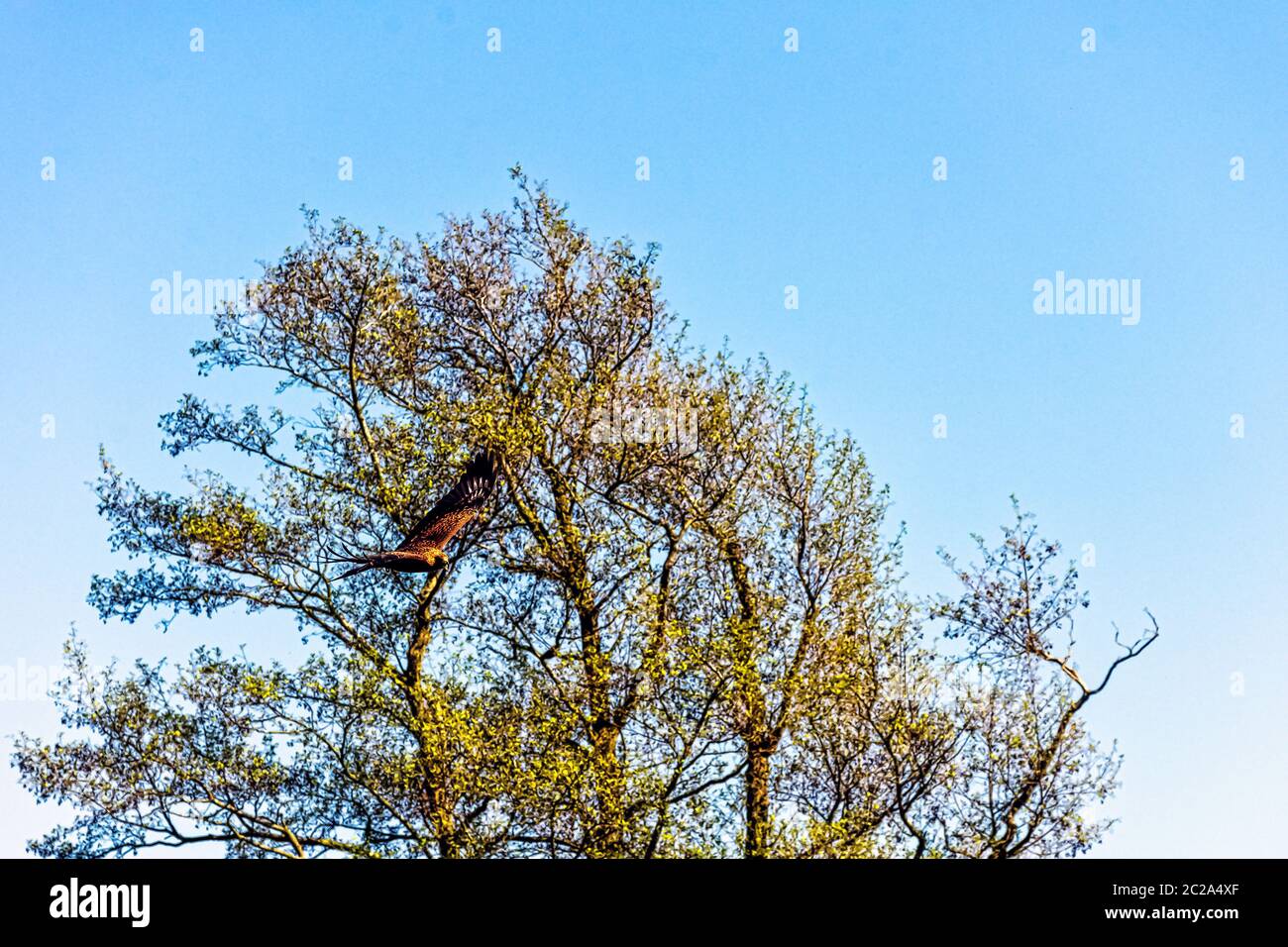 Cerf-volant noir (Milvus migrans) Banque D'Images