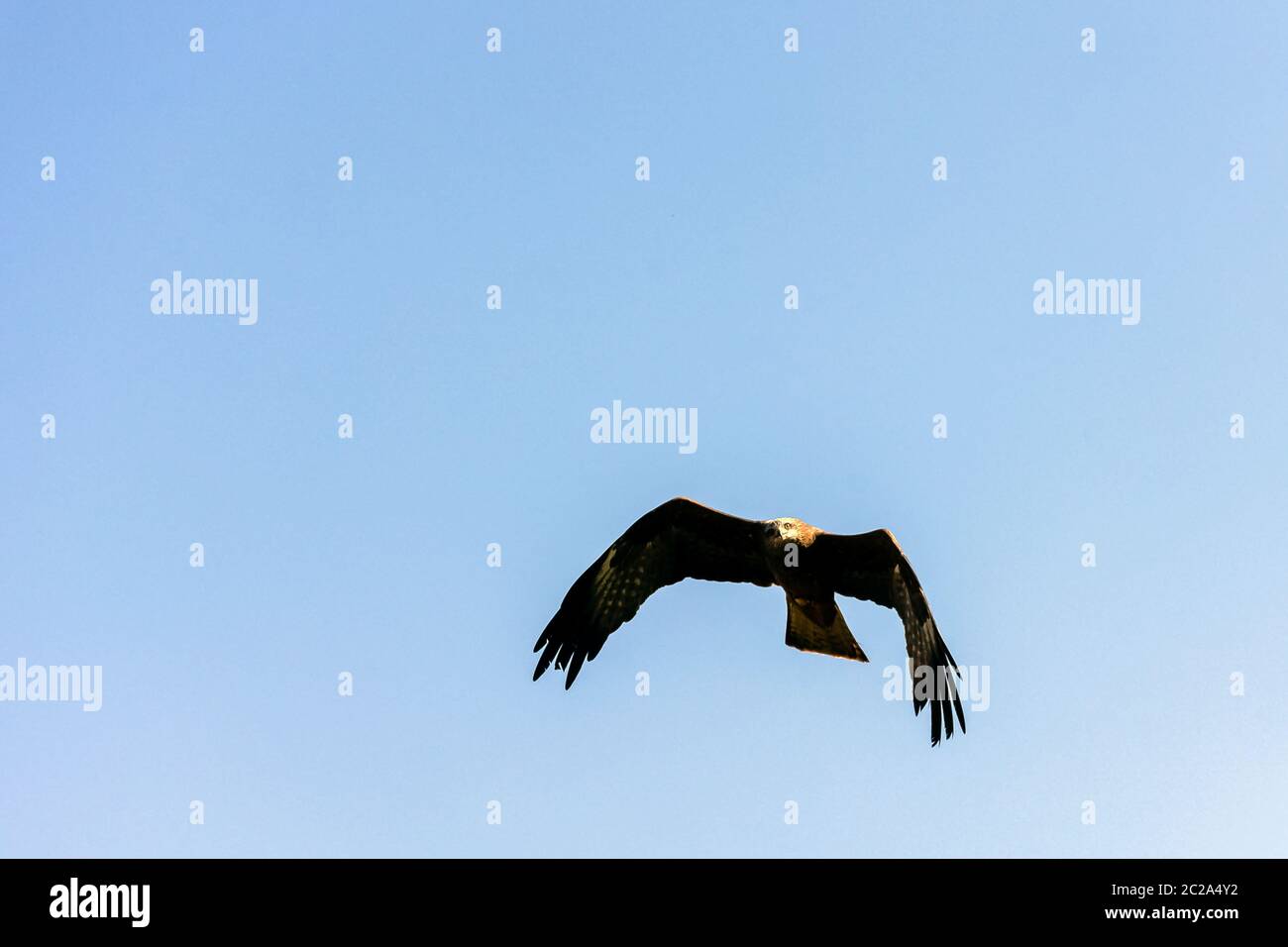 Cerf-volant noir (Milvus migrans) Banque D'Images