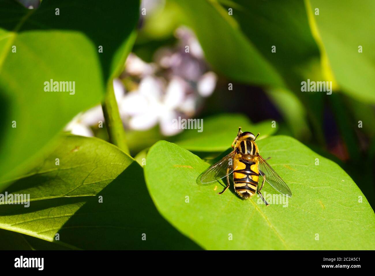 Une abeille jaune vif se trouve sur une feuille verte. Banque D'Images