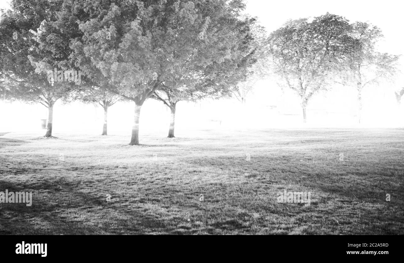 Arbres à exposition longue au coucher du soleil sur Streatham Common Banque D'Images