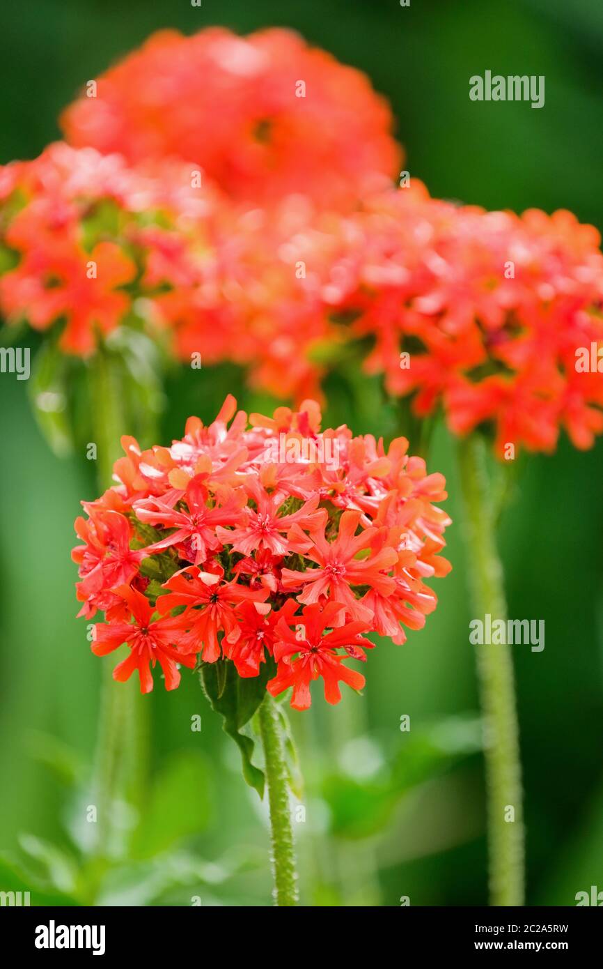 Fleurs rouges-orange de Lychnis chalcedica. Croix de Malte, fierté de Londres ou croix de Jérusalem Banque D'Images