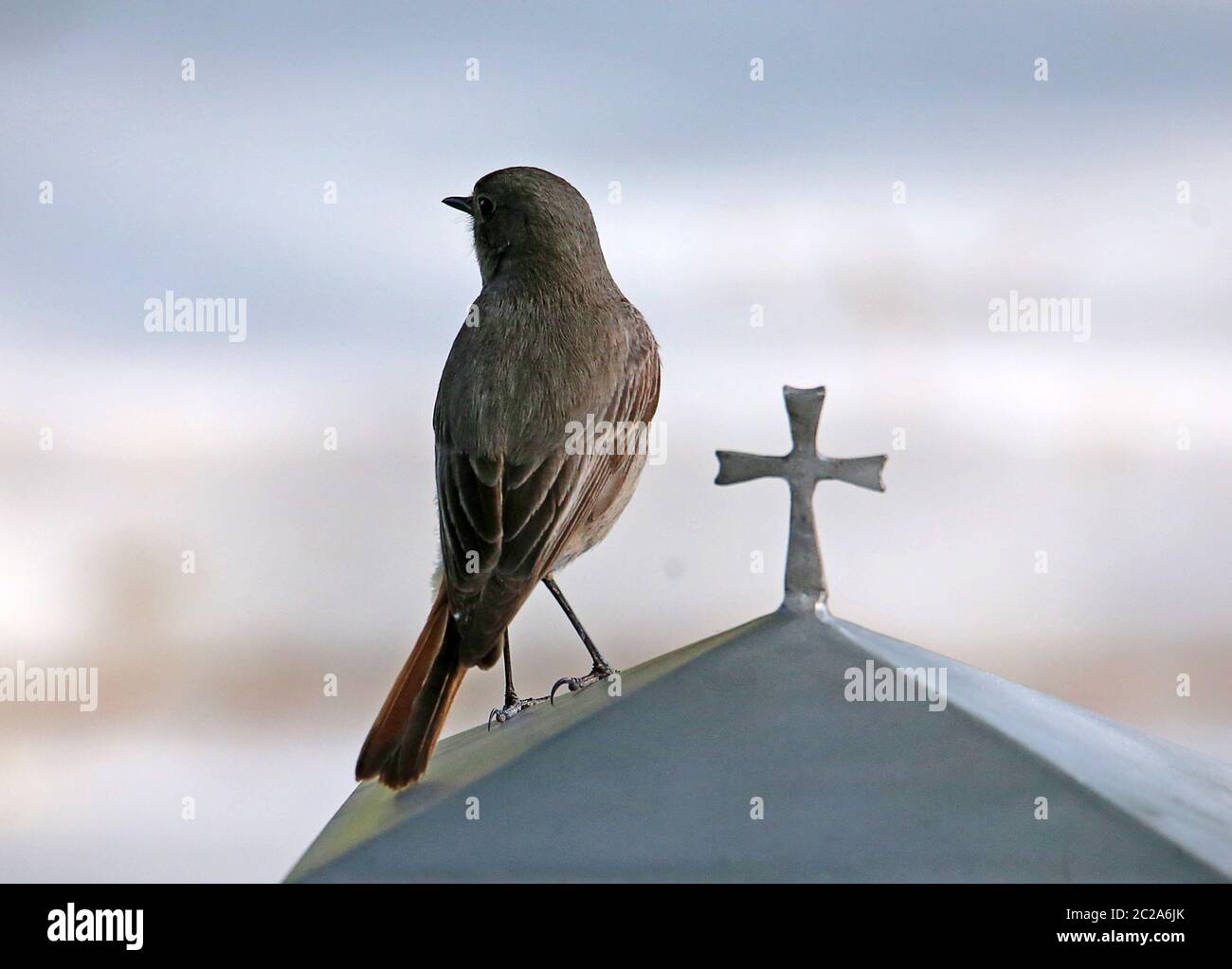 Maison rouge Phénicurus ochruros femelle dans le cimetière Banque D'Images Maison rouge Phénicurus ochruros femelle dans le cimetière Banque D'Images