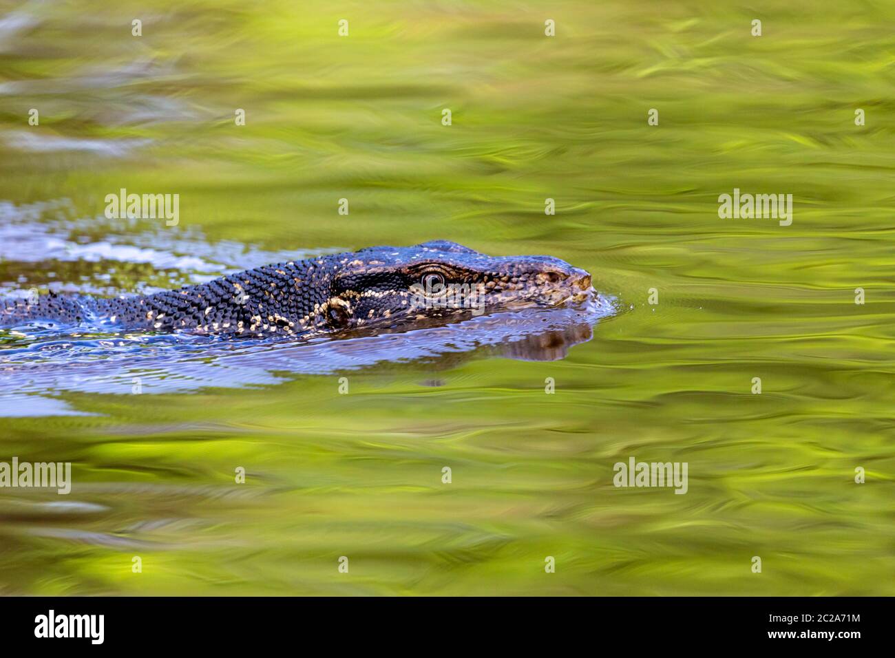 Gros plan de la tête d'un contrôleur de la qualité de l'eau de Malaisie, Varanus salvator, l'un des plus grands lézards, natation à Bangkok, l'Asie Banque D'Images