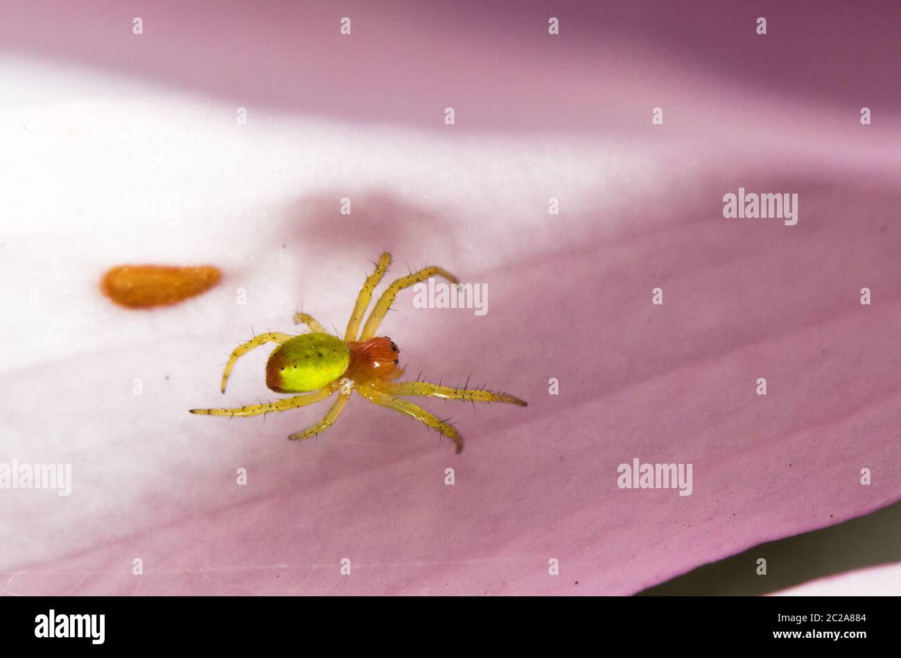 Araniella cucurbitina (une des deux espèces appelées 'l'araignée verte du concombre') aux pays-Bas Banque D'Images