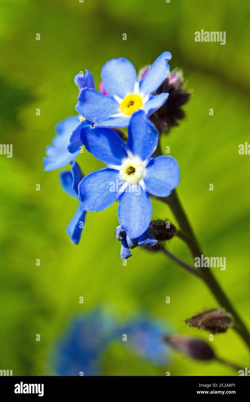 Forget-me-nots ou scorpion graminées, petite fleur bleue du genre myosotis, famille des Boraginaceae Banque D'Images