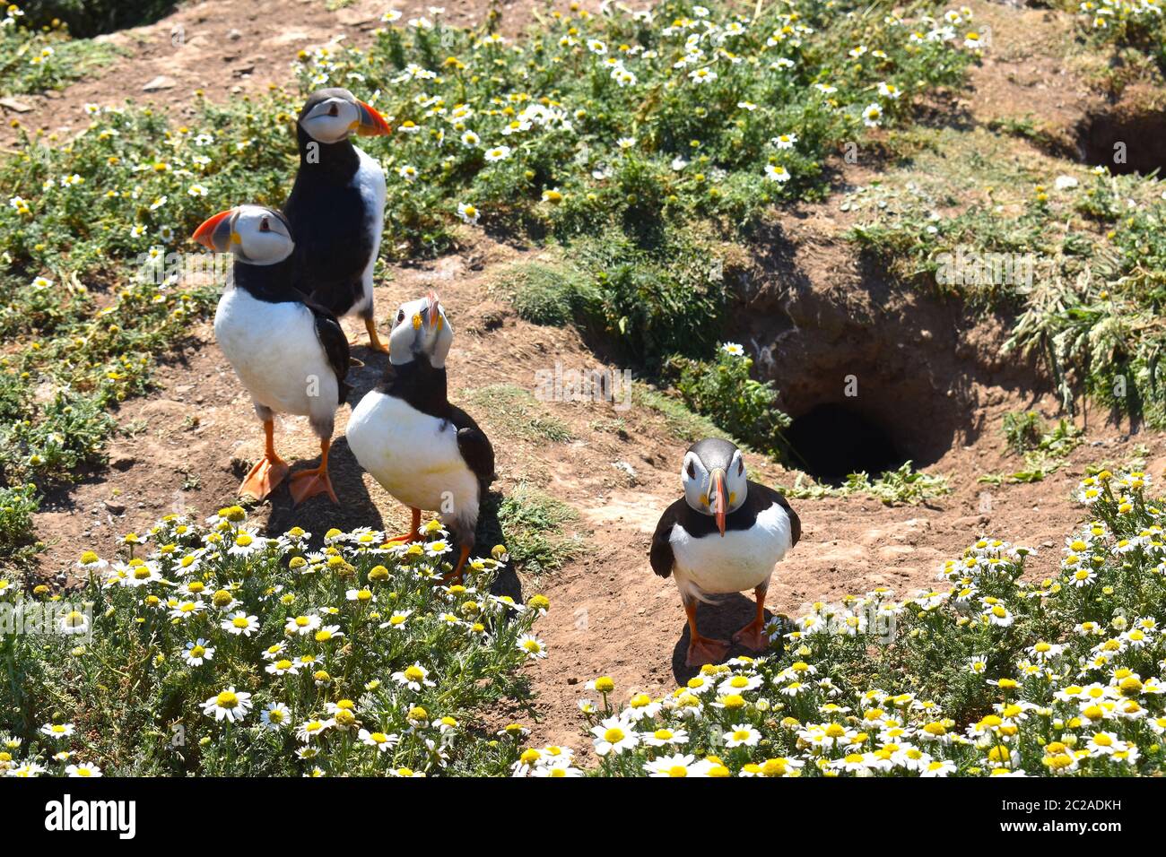 Des macareux sur le Skomer où les observateurs obtiennent des vues proches des oiseaux de l'Atlantique véritable oiseau de mer il vient à terre pendant la saison de reproduction dans les colonies nichant dans les bornews Banque D'Images
