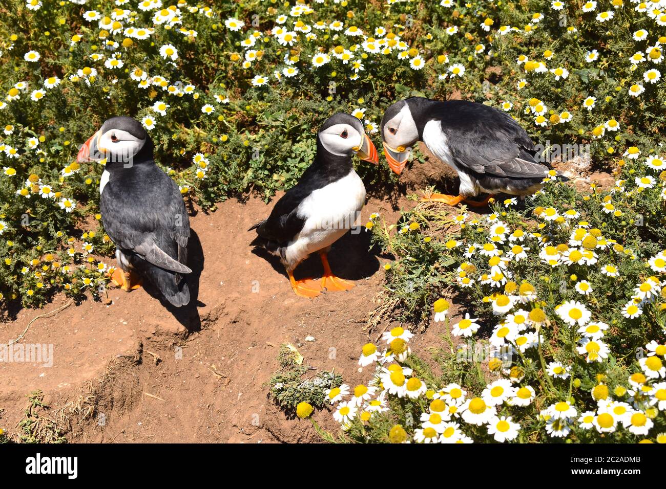Pembrokeshire colonie de macareux de l'Atlantique oiseaux de mer partie de la famille auk avec des parties supérieures noires dusky visage blanc orange jambes aplaties rouge bleu jaune bec Banque D'Images