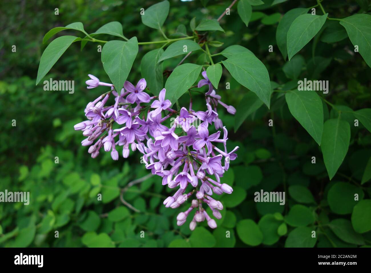 lilas à feuilles rondes fleuries Banque D'Images