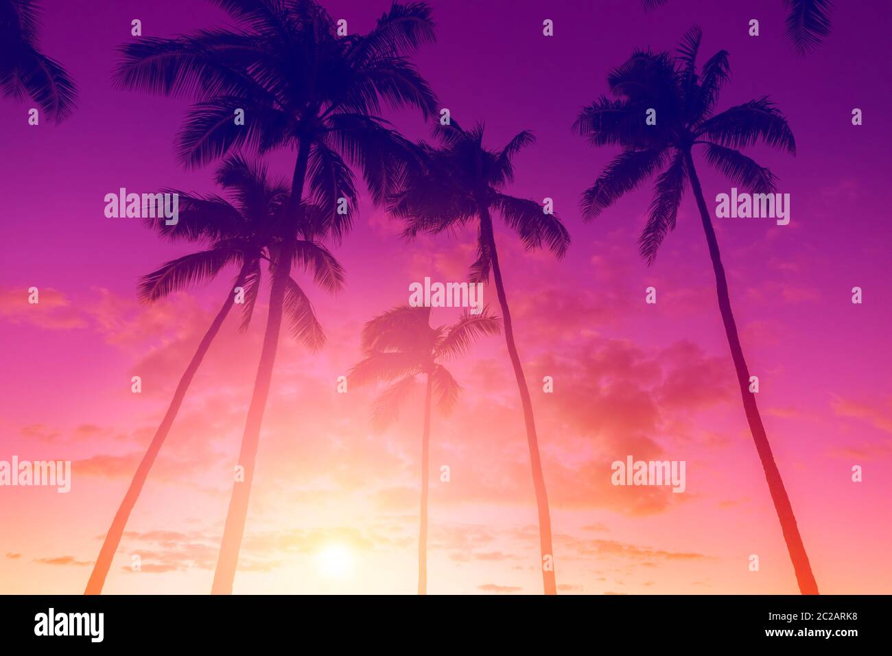 Skt tropical au coucher du soleil avec palmiers Banque D'Images