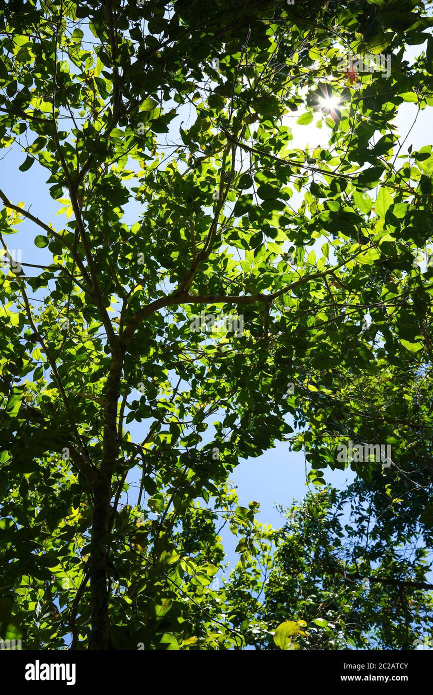 Arbres de la forêt Banque D'Images