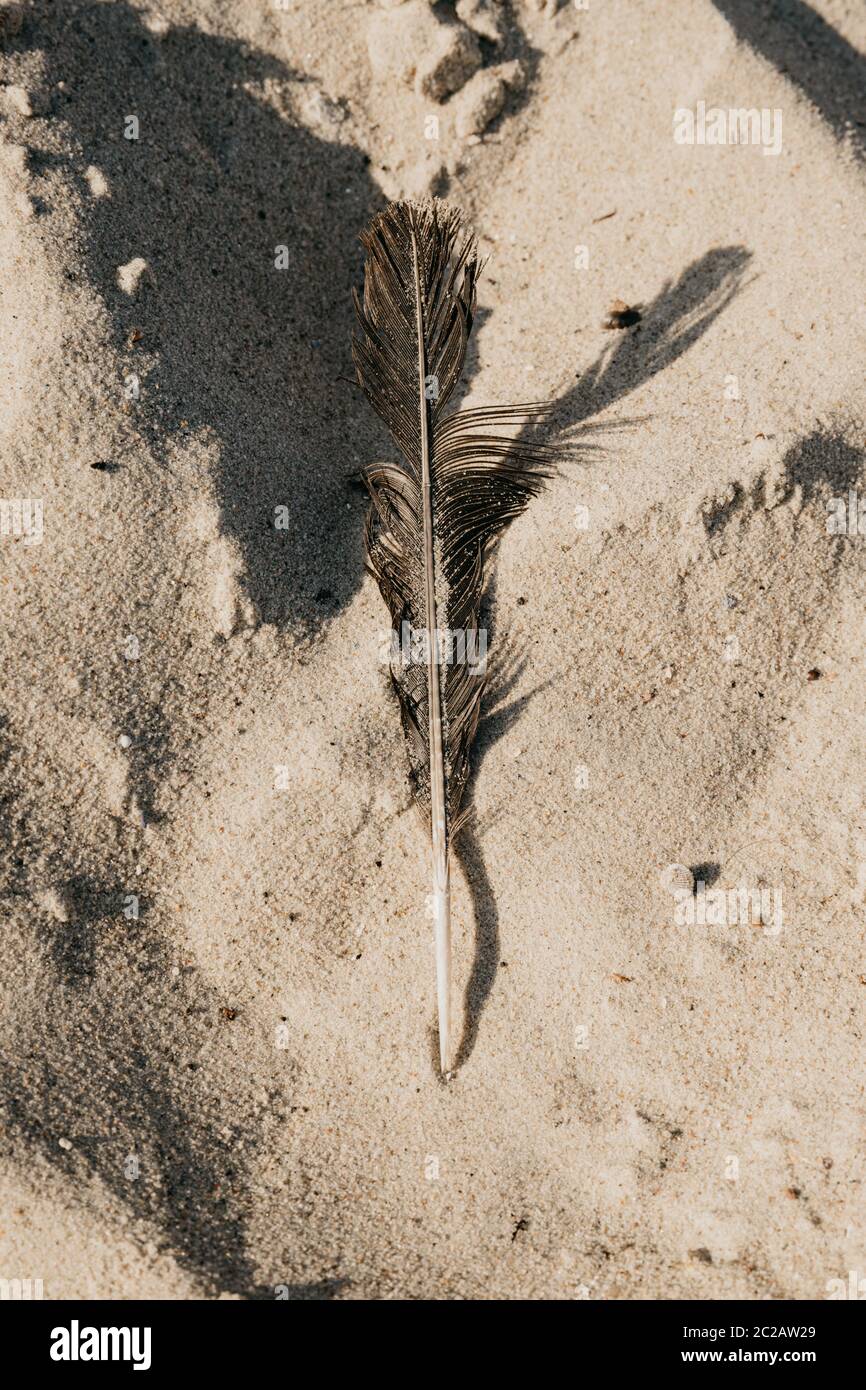 Une plume sur la plage au milieu du sable Banque D'Images