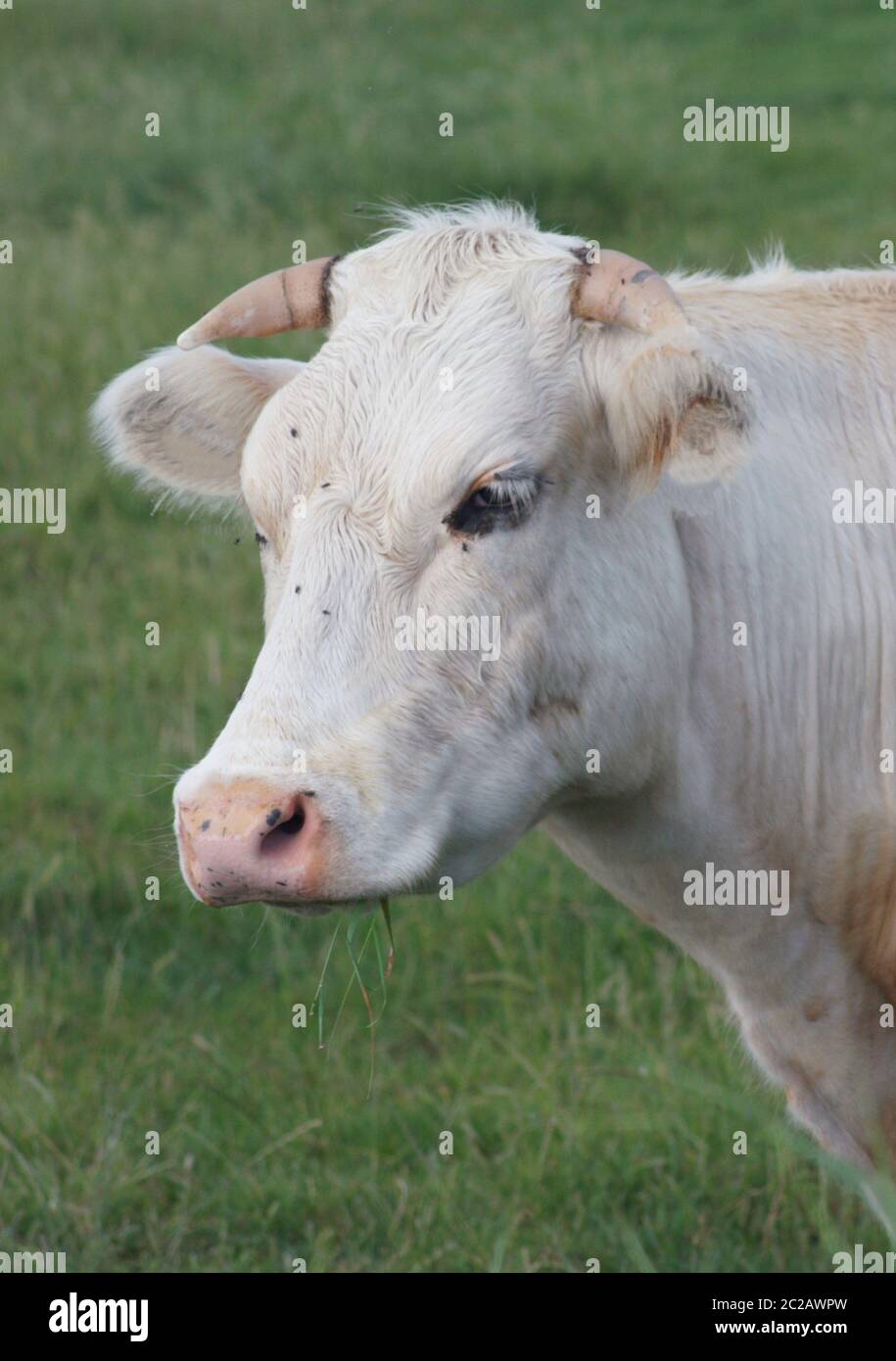 Vache blanche Banque D'Images