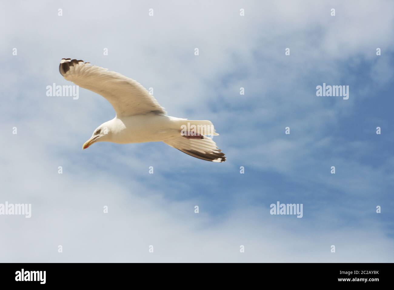 Volant (Larus argentatus) Banque D'Images