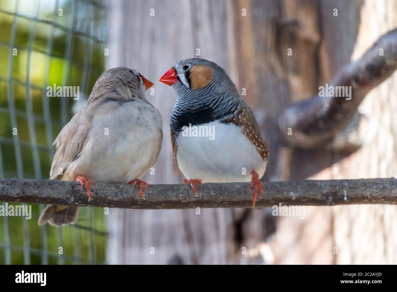 Amour entre 2 oiseaux Banque D'Images