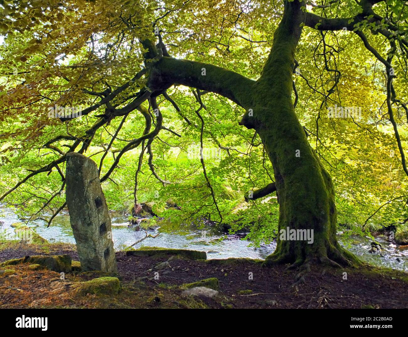 Une vieille pierre debout sous un arbre suspendu avec des feuilles d'automne brillantes à côté d'une petite rivière coulant avec des rochers et boul Banque D'Images