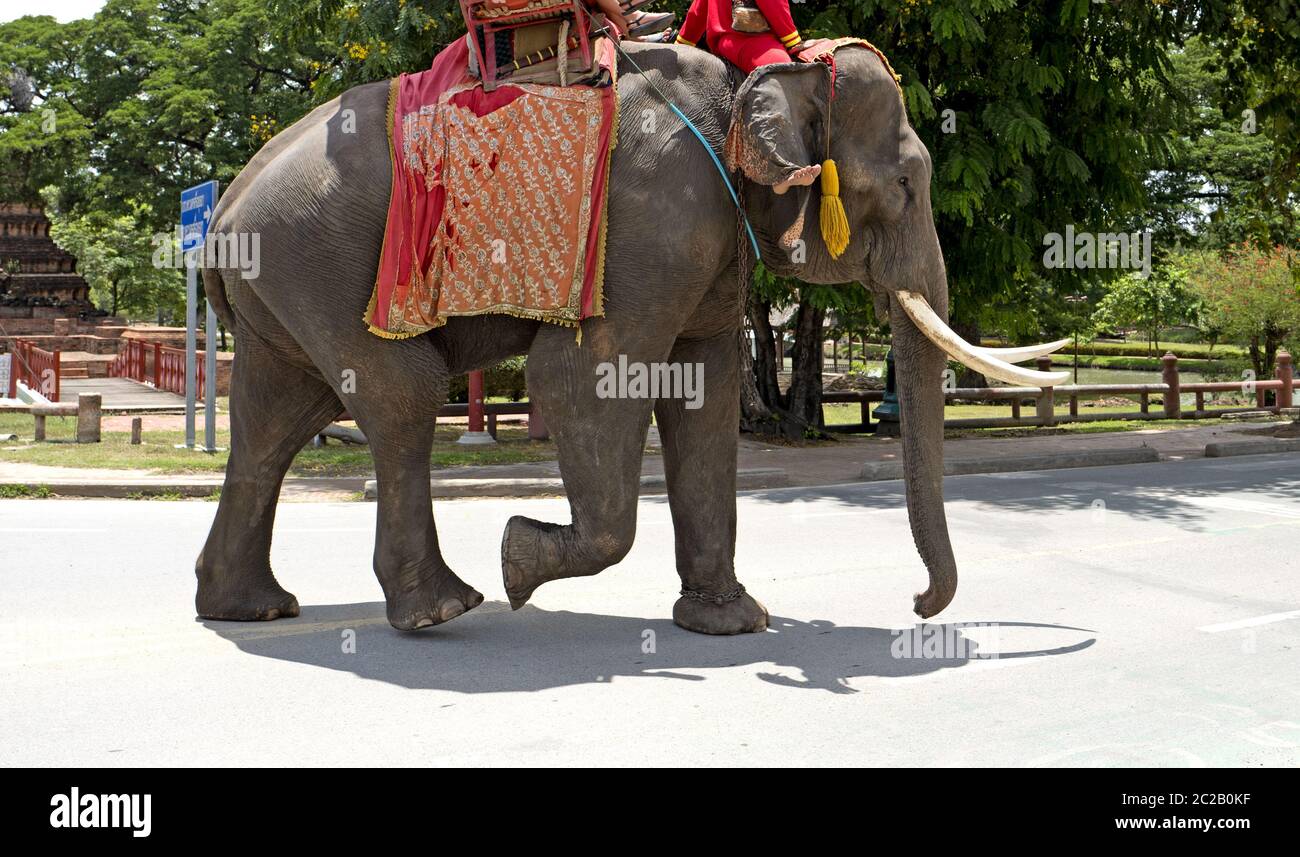 L'éléphant thaïlandais amener les touristes à visiter l'ancienne capitale tThai, à Ayutthaya. Banque D'Images
