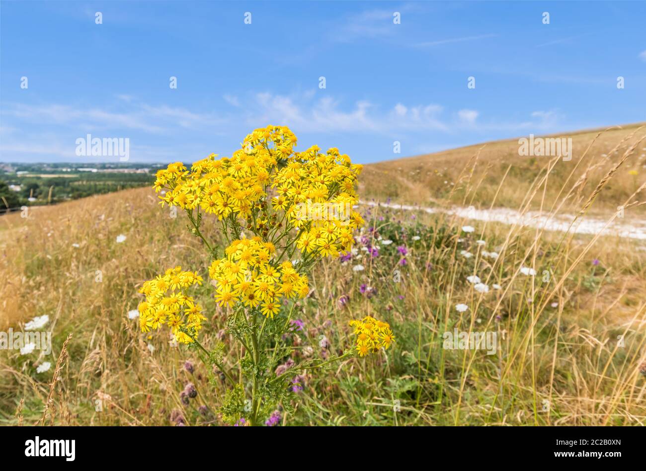 Séneçon commun (AKA Senecio jacobaea, Jacobaea vulgaris, Willie puant, Benyon's delight) dans un champ à la campagne en été, au Royaume-Uni. Banque D'Images