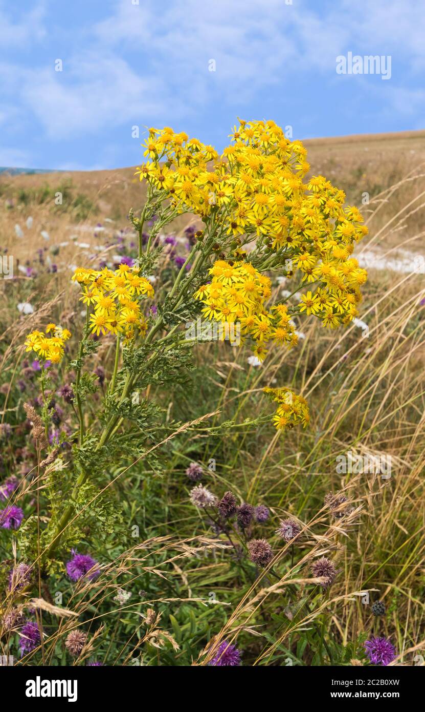 Séneçon commun (AKA Senecio jacobaea, Jacobaea vulgaris, Willie puant, Benyon's delight) dans un champ à la campagne en été dans le West Sussex, UK Banque D'Images