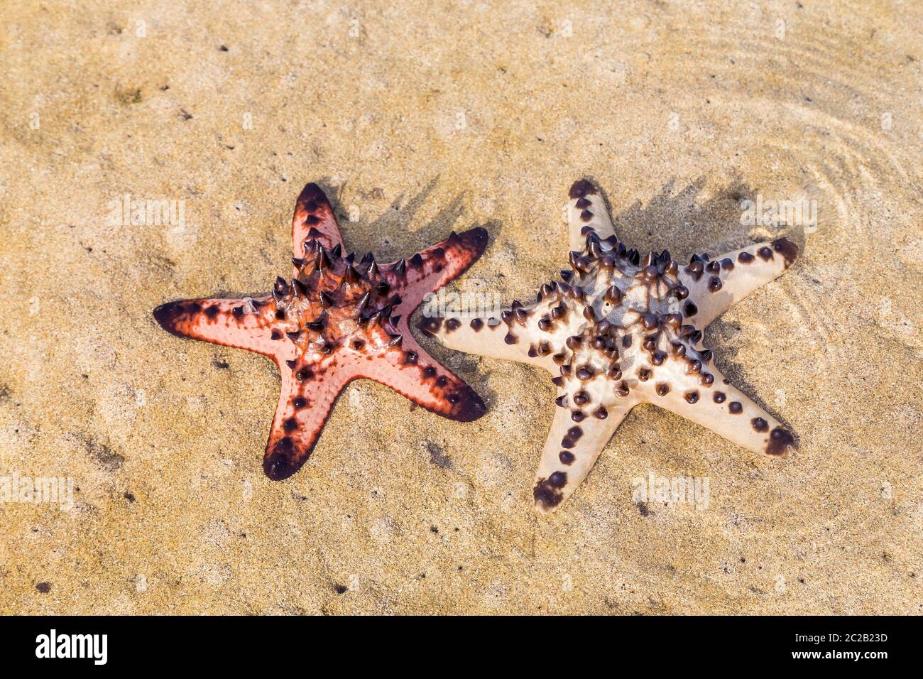 Deux grands poissons étoiles sur la plage. Bali, Indonésie. Banque D'Images