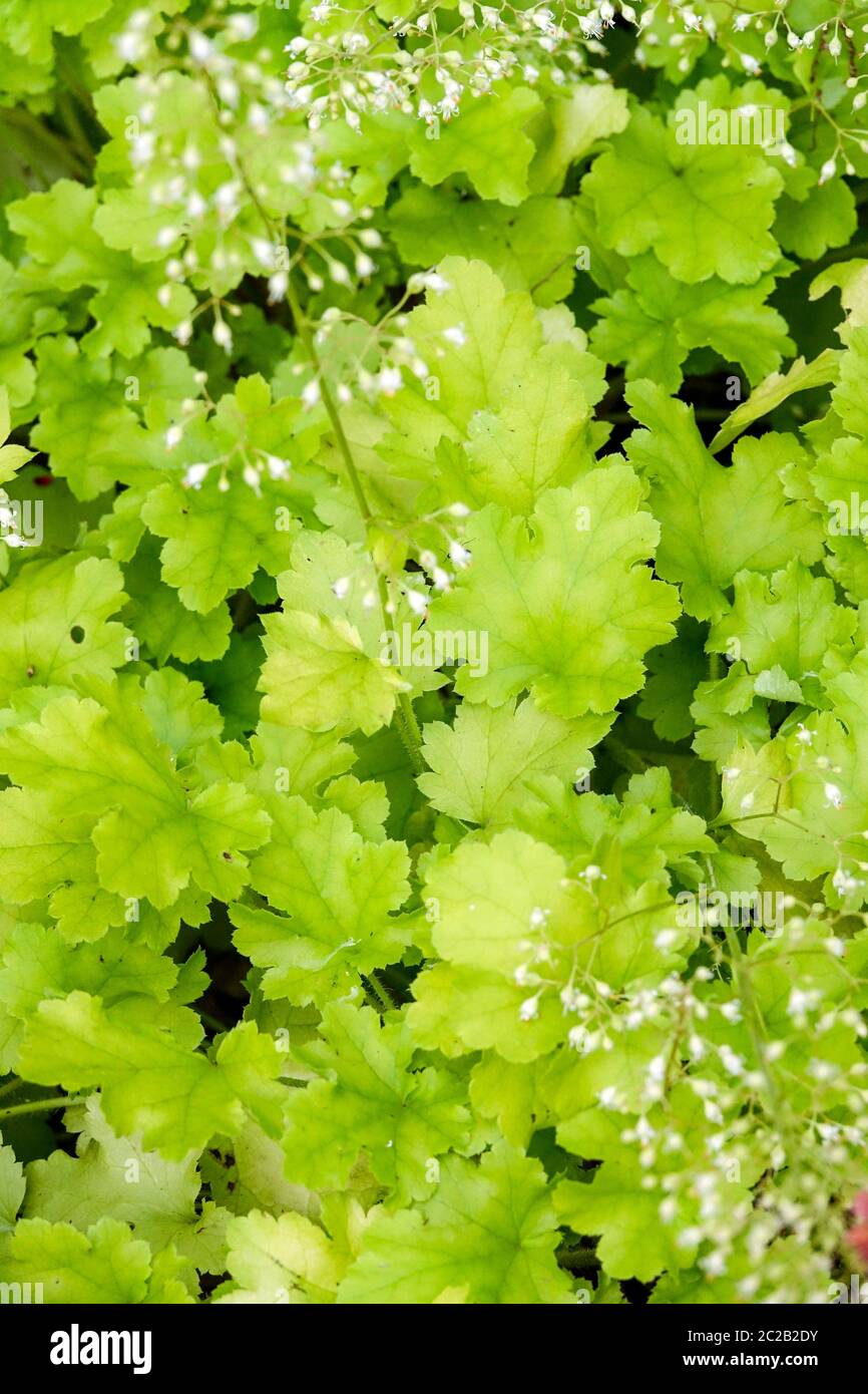 Heuchera feuilles brillantes vert citron vert feuillage Heucheras feuilles de jardin fleur blanche Heuchera 'Lime Marmalade' Hardy Coral Bells Alumroot Coralbells Banque D'Images