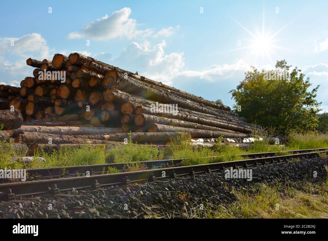 Grumes empilées dans un entrepôt de scierie, directement sur les voies de train avec soleil vif, ciel bleu et herbes vertes Banque D'Images