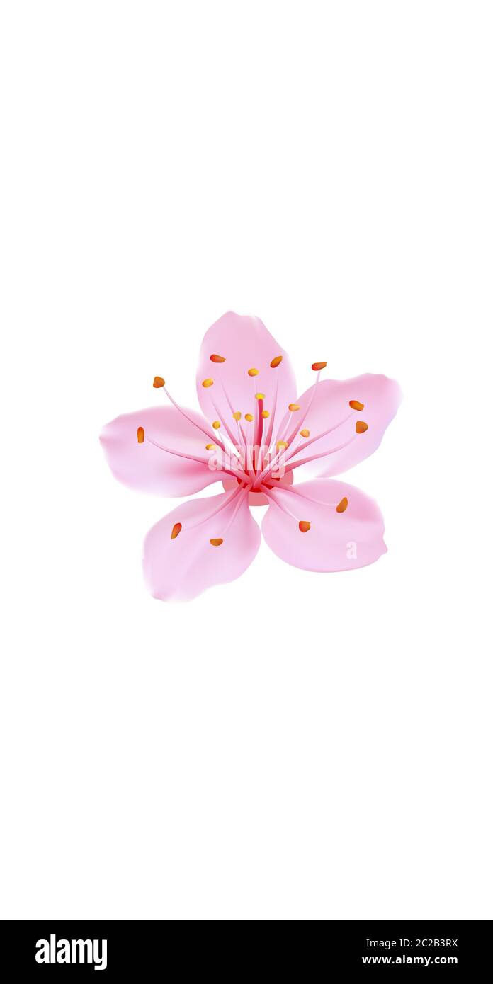 3D réaliste romantique sakura fleur de cerisier de médias sociaux couverture. Met en évidence le modèle d'arrière-plan blanc isolé des histoires. Cadeau de Saint-Valentin amour datant Illustration de Vecteur