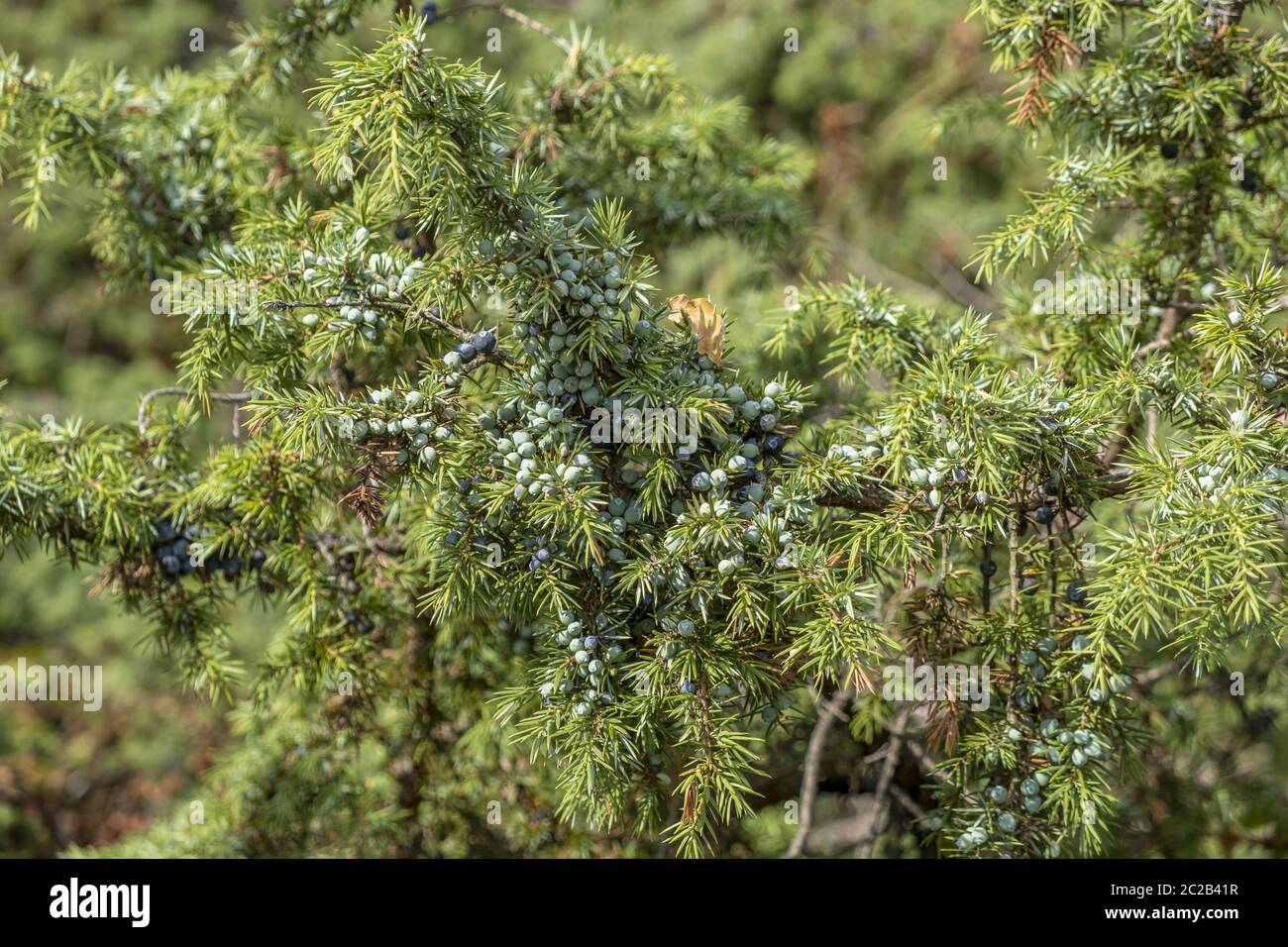 Le genévrier commun (Juniperus communis) Banque D'Images