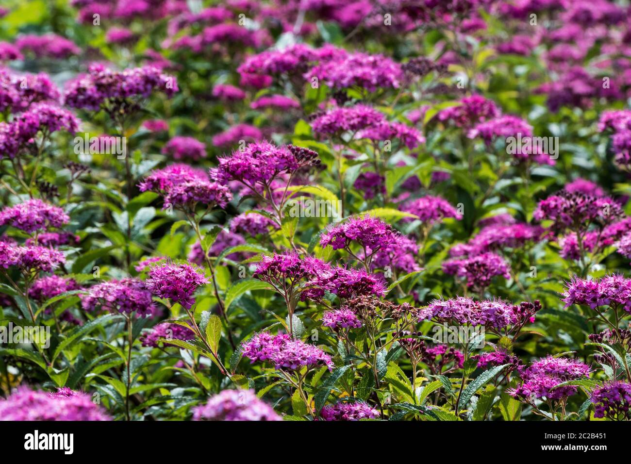 Prairie de fleurs violettes Banque D'Images