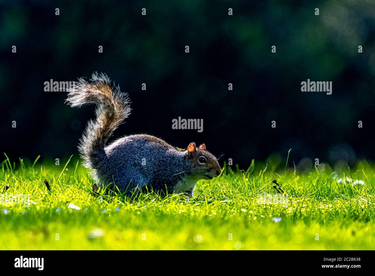 Écureuil gris de l'est (Sciurus carolinensis) dans le parc britannique Banque D'Images