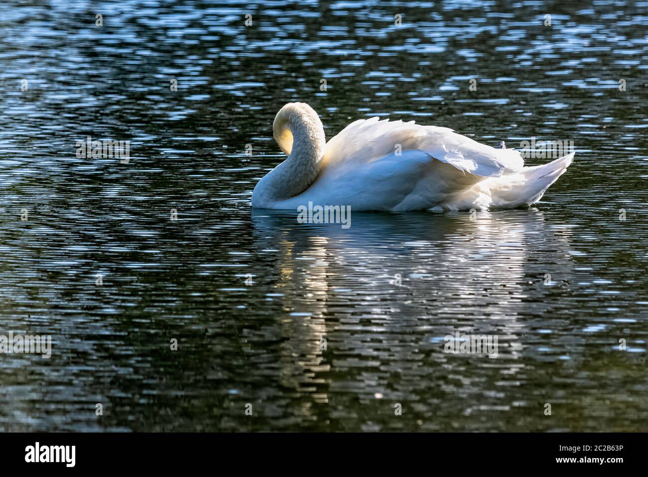 Mute Swan (Cygnus olor) - Royaume-Uni Banque D'Images