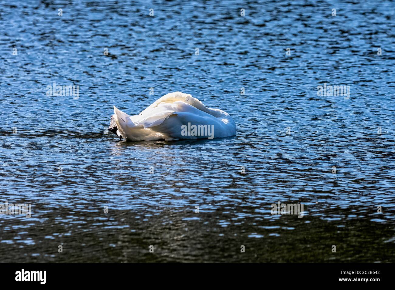 Mute Swan (Cygnus olor) - Royaume-Uni Banque D'Images