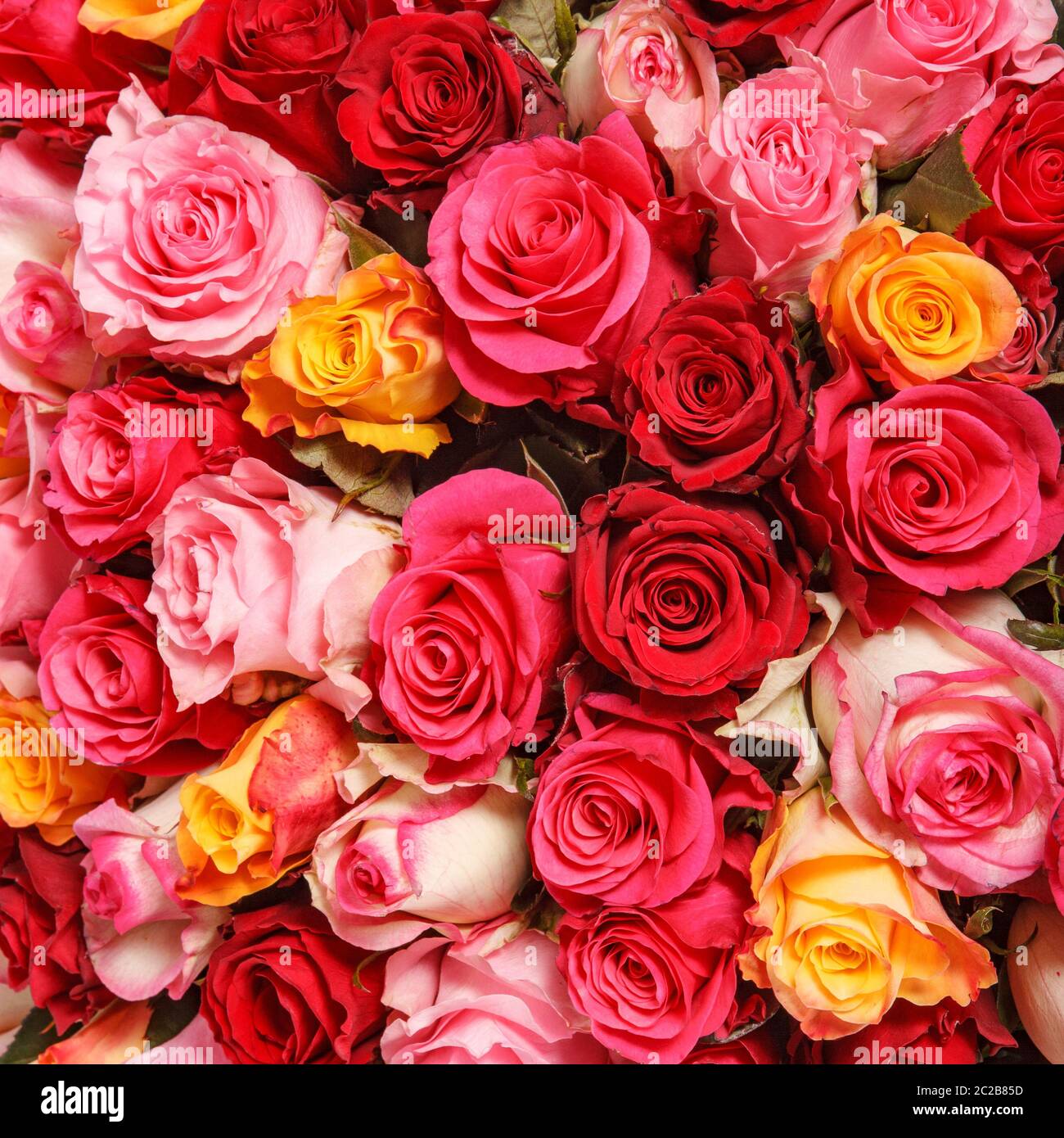 Bouquet de fleurs roses roses et rouges. Décoration romantique colorée de  roses assorties. Nature fond floral Photo Stock - Alamy