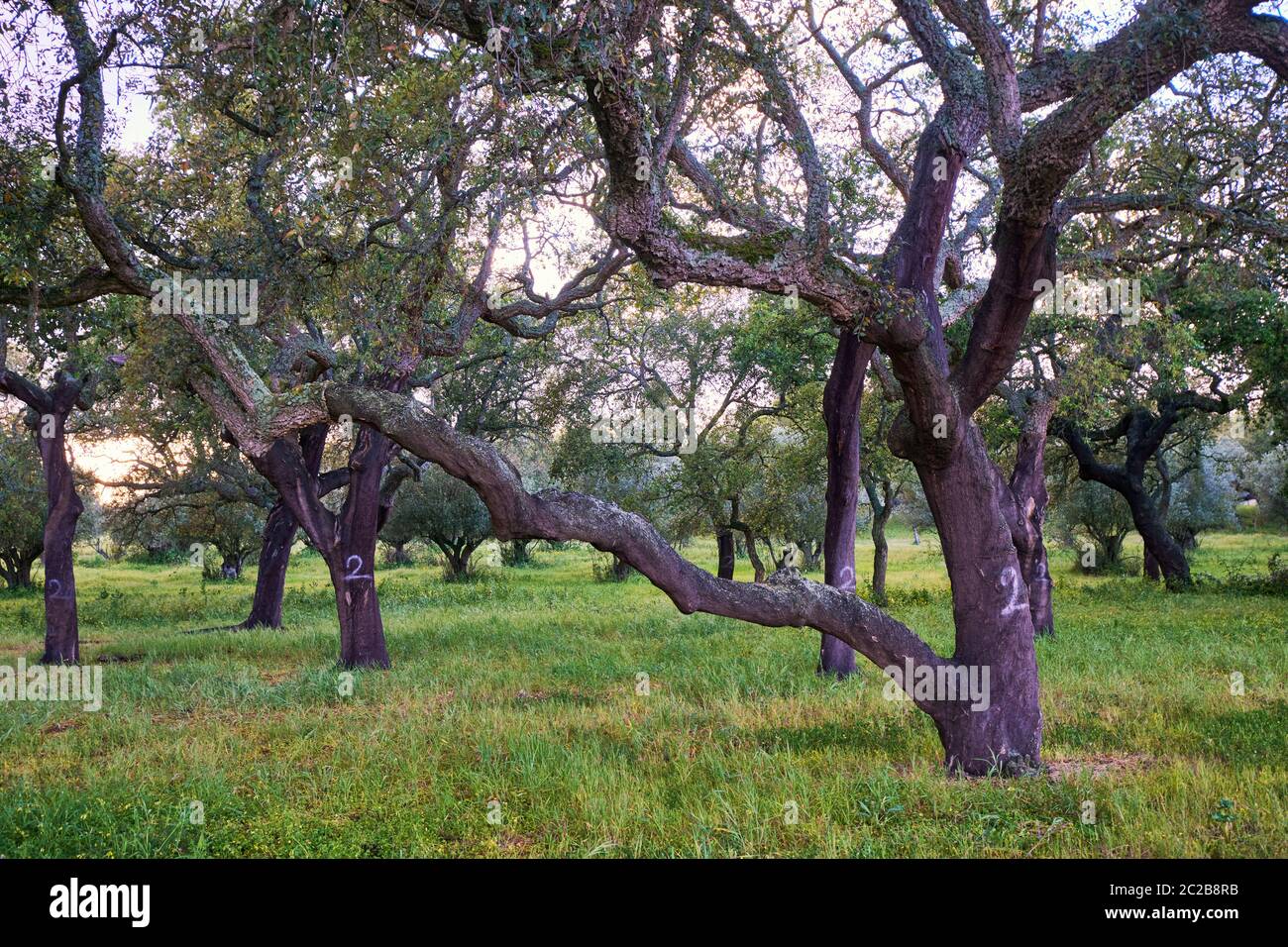 Les Cork. Palmela. Portugal Banque D'Images