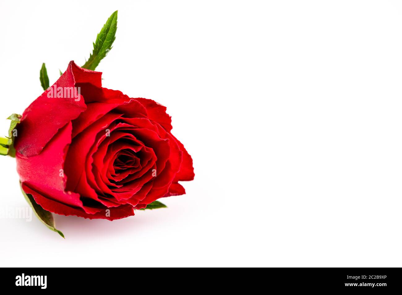 Roses rouges pour l'amour Banque D'Images