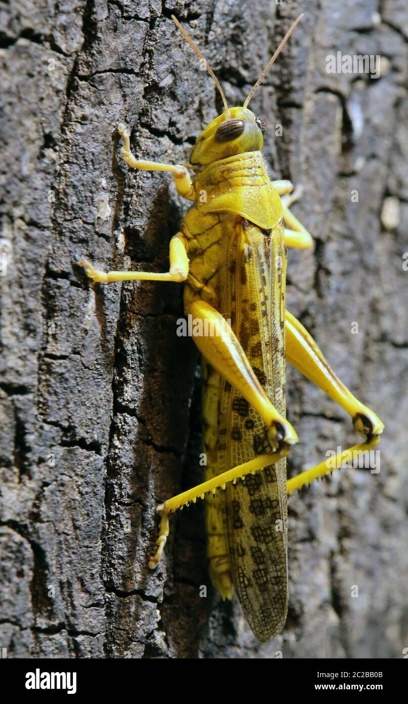 Macro image d'un criquet pèlerin Schistocerca gregaria Banque D'Images