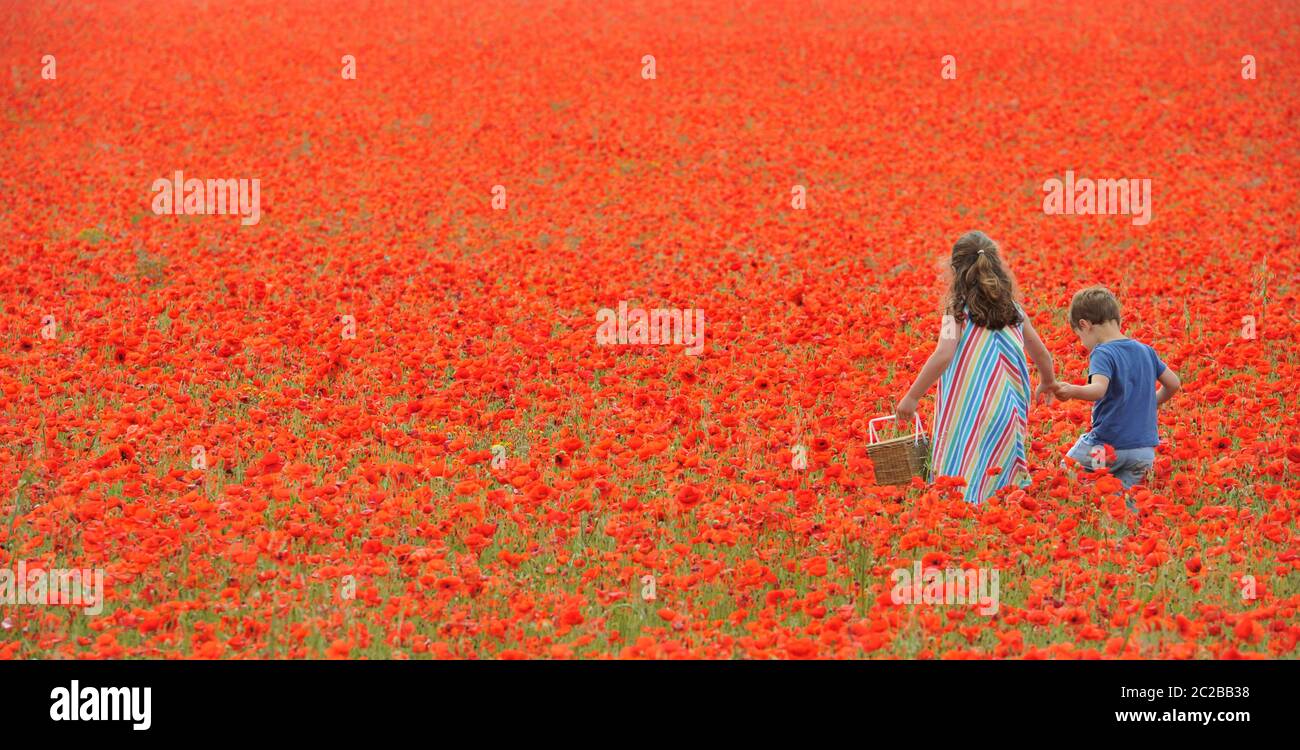 Un champ de coquelicots dans les Cotswolds à Condicote près de Stow-on-the-Wold. La mer de rouge a attiré les familles à venir prendre des photos Banque D'Images