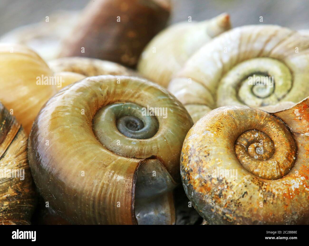 Escargots décoratifs posthorn Planorbius corneus de Federsee Banque D'Images