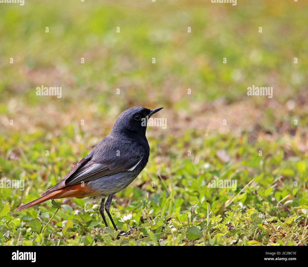 Queue rouge mâle Phoenicurus ochruros sur la prairie Banque D'Images