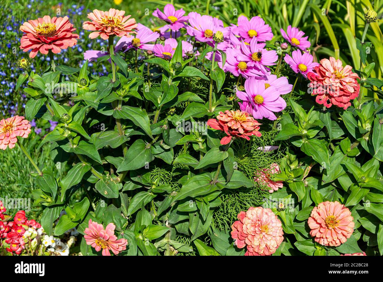 Fragment d'un jardin de fleurs composé de différentes fleurs Banque D'Images