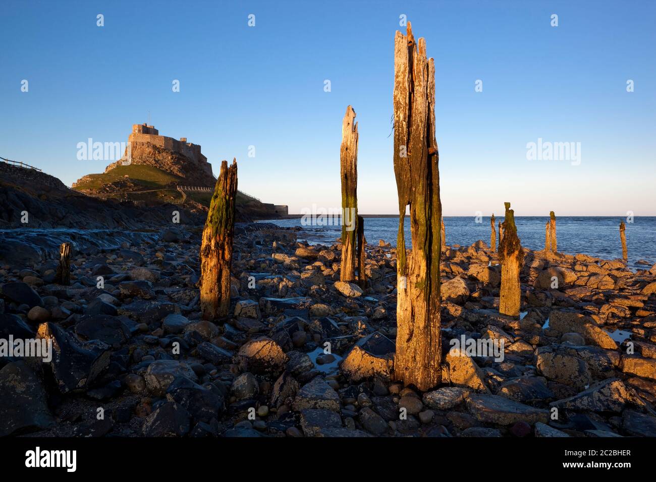 Poteaux en bois de l'ancienne jetée sous le château de Lindisfarne en soirée, Lindisfarne (île Sainte), Northumberland, Angleterre, Royaume-Uni, Europe Banque D'Images