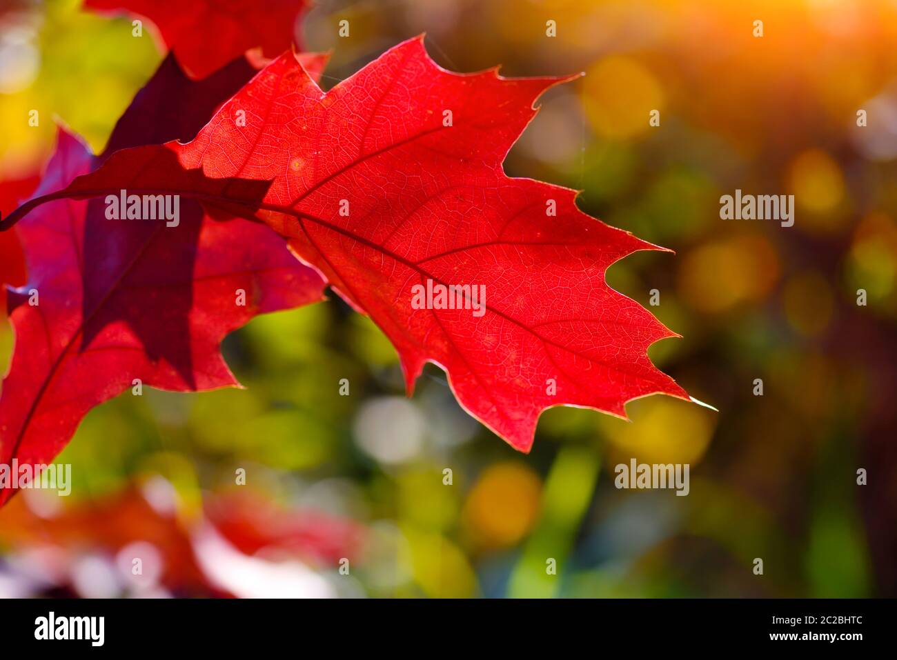 Magnifique arrière-plan d'automne avec des feuilles de chêne Banque D'Images