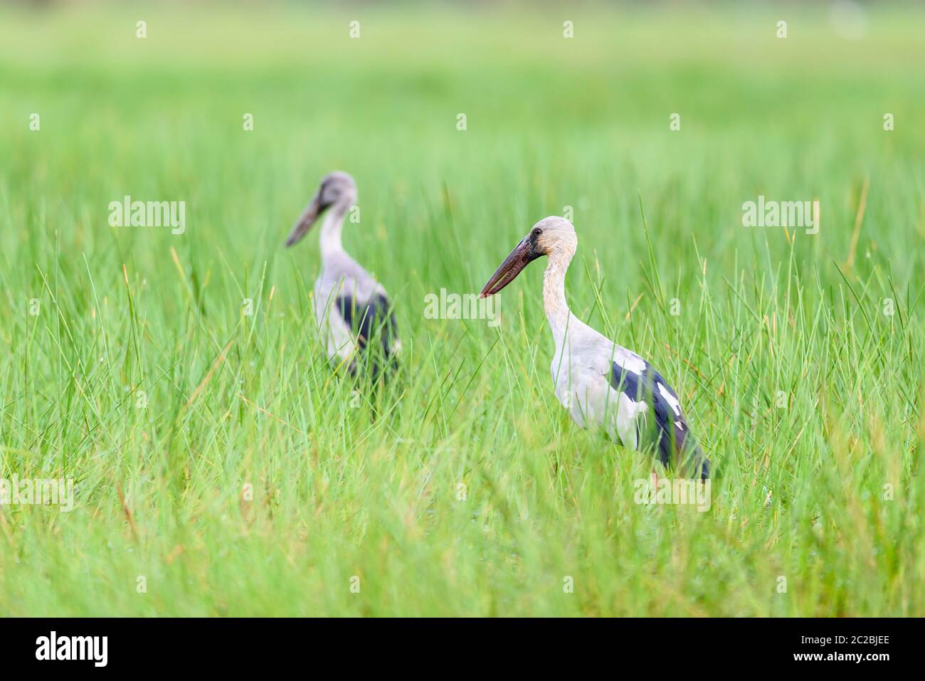 Deux oiseaux qui sont en paire d'Openbill asiatiques dans la prairie Banque D'Images