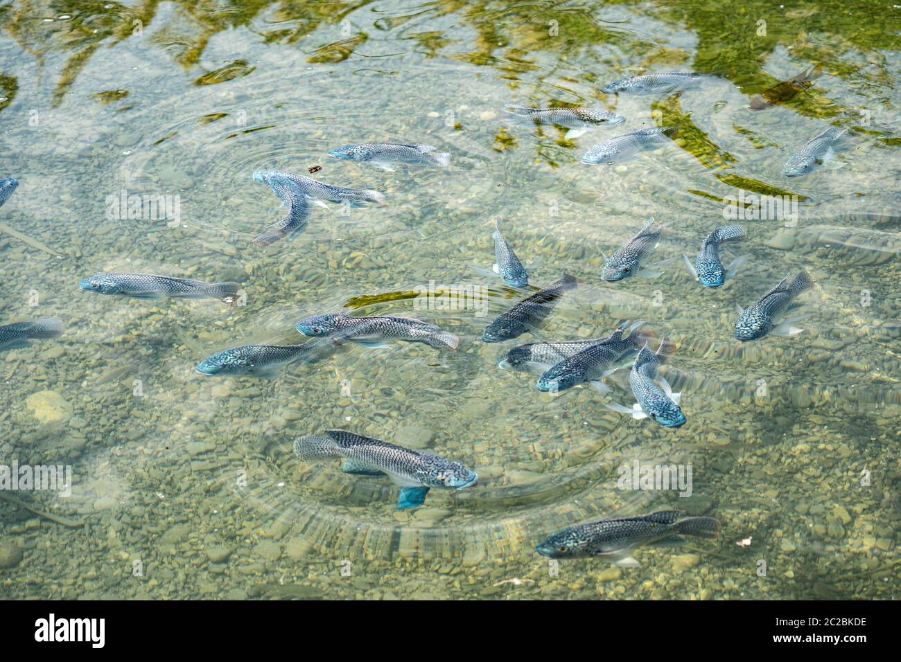 Calapia bleu (Oreochromis aureus). Le tilapia bleu est une espèce de tilapia, un poisson de la famille des Cichlidae, indigène au Nord et à l'Ouest A. Banque D'Images